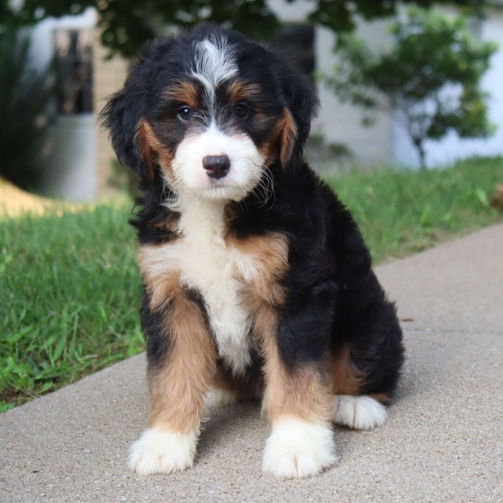 Bernedoodle