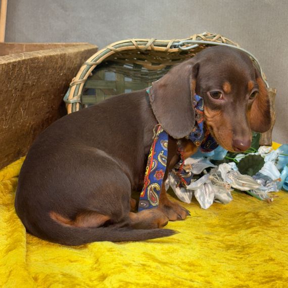 Dreamy Bree - Image 2