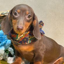 Dreamy Bree - Image 3