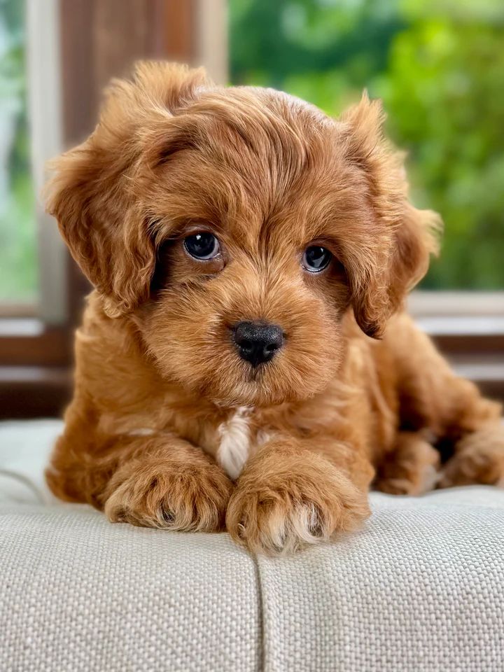 Dreamy Alder - Image 2