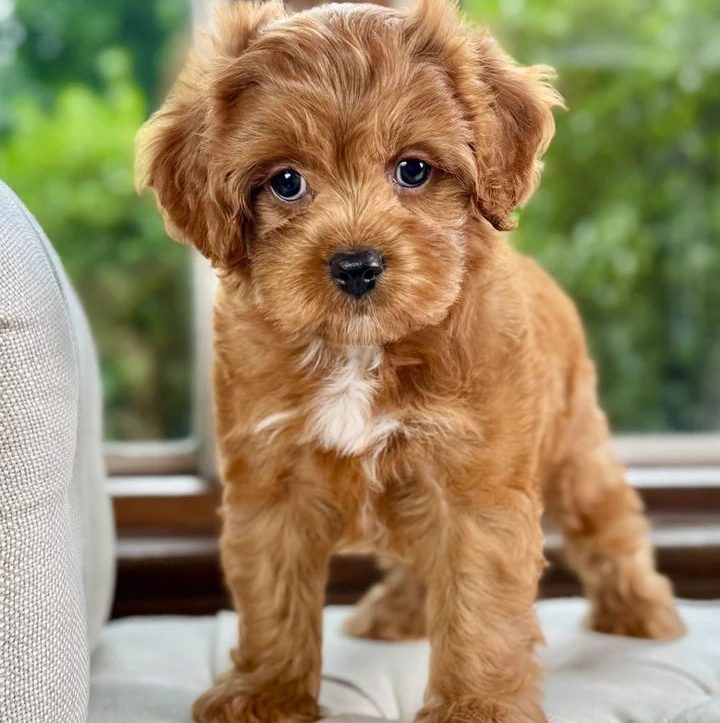 Cavapoo