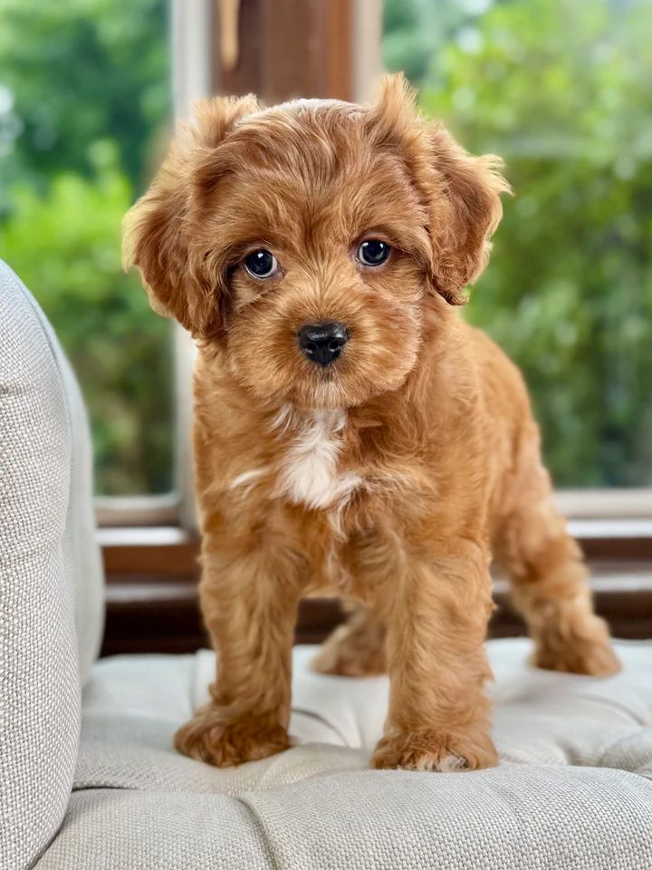 Dreamy Alder - Image 3