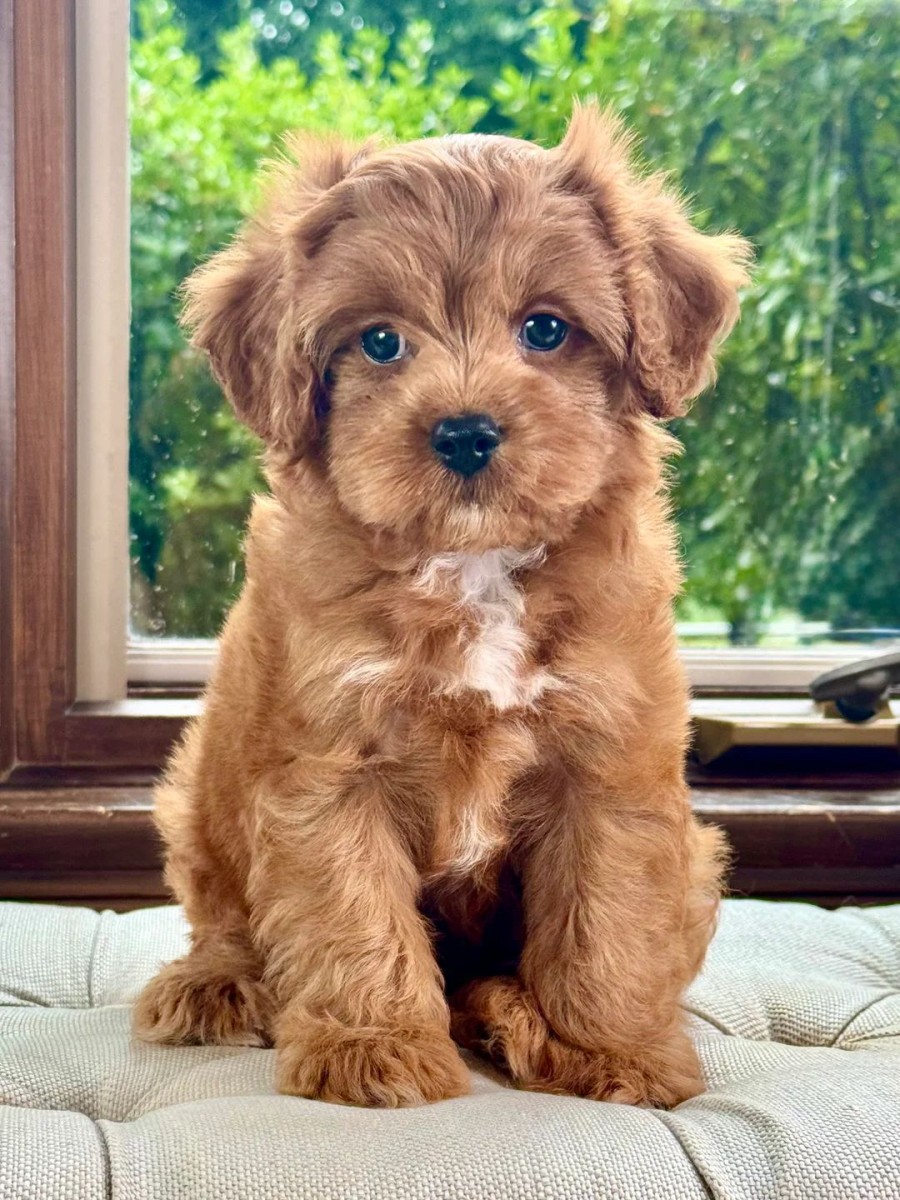 Dreamy Alder - Image 4