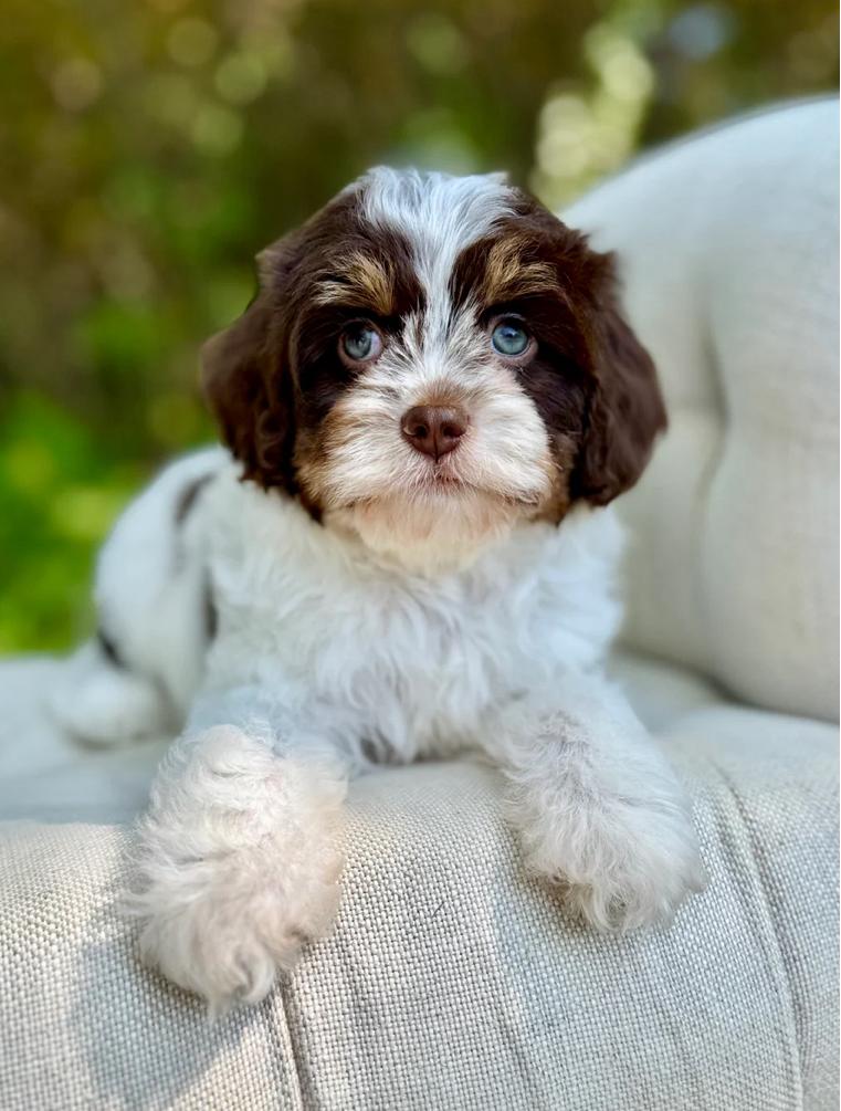 Dreamy Bugsyboo - Image 2