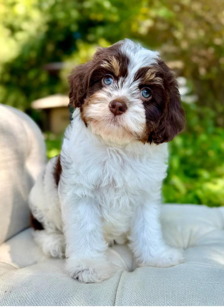 Dreamy Bugsyboo - Image 3