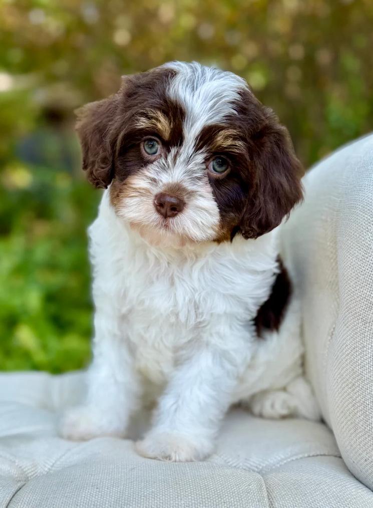 Dreamy Bugsyboo - Image 4