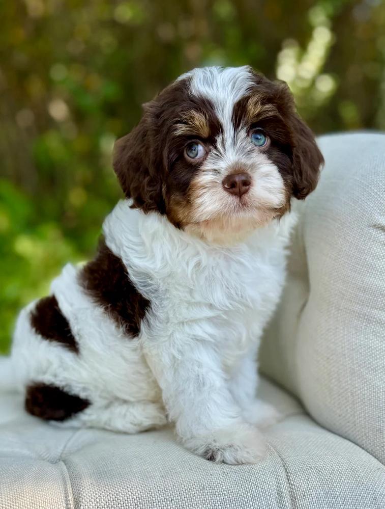 Dreamy Bugsyboo - Image 5