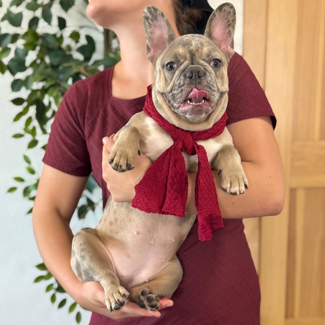 Dreamy paws Buzz - Image 3