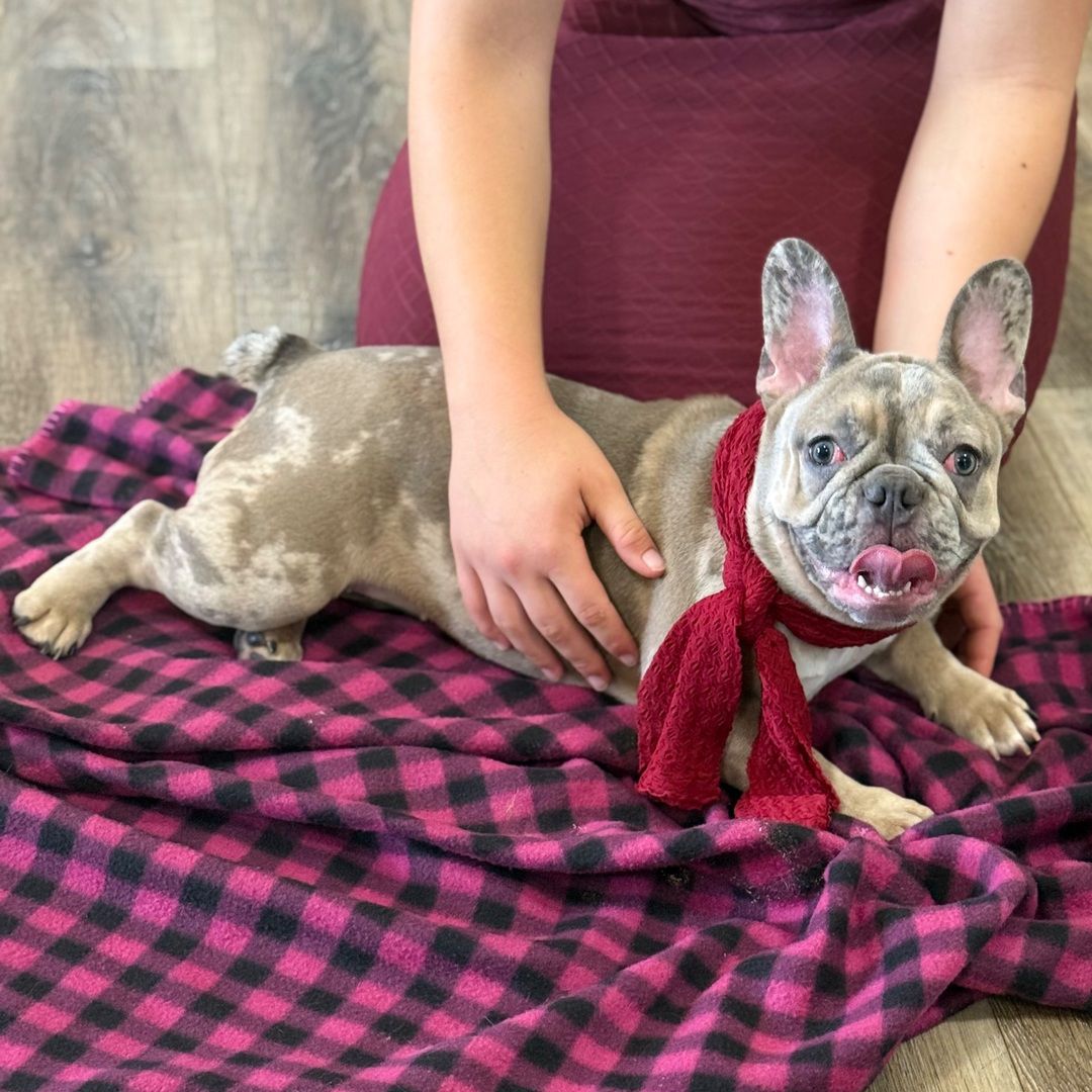 Dreamy paws Buzz - Image 4