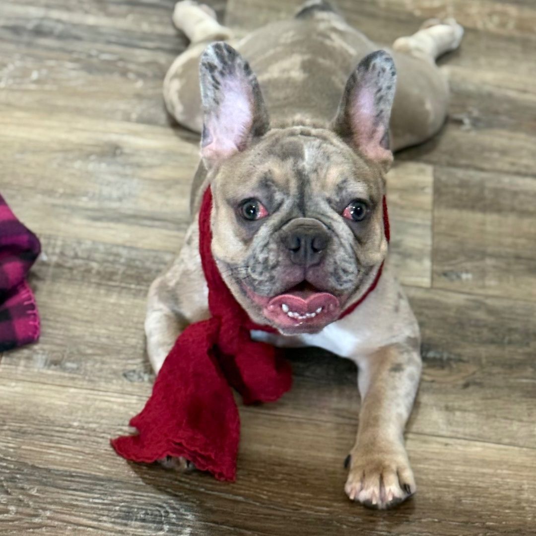 Dreamy paws Buzz - Image 5