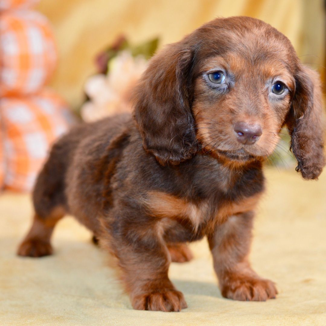 Dreamy pups Channing - Image 2