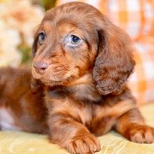 Dreamy pups Channing - Image 3