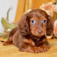 Dreamy pups Channing - Image 4