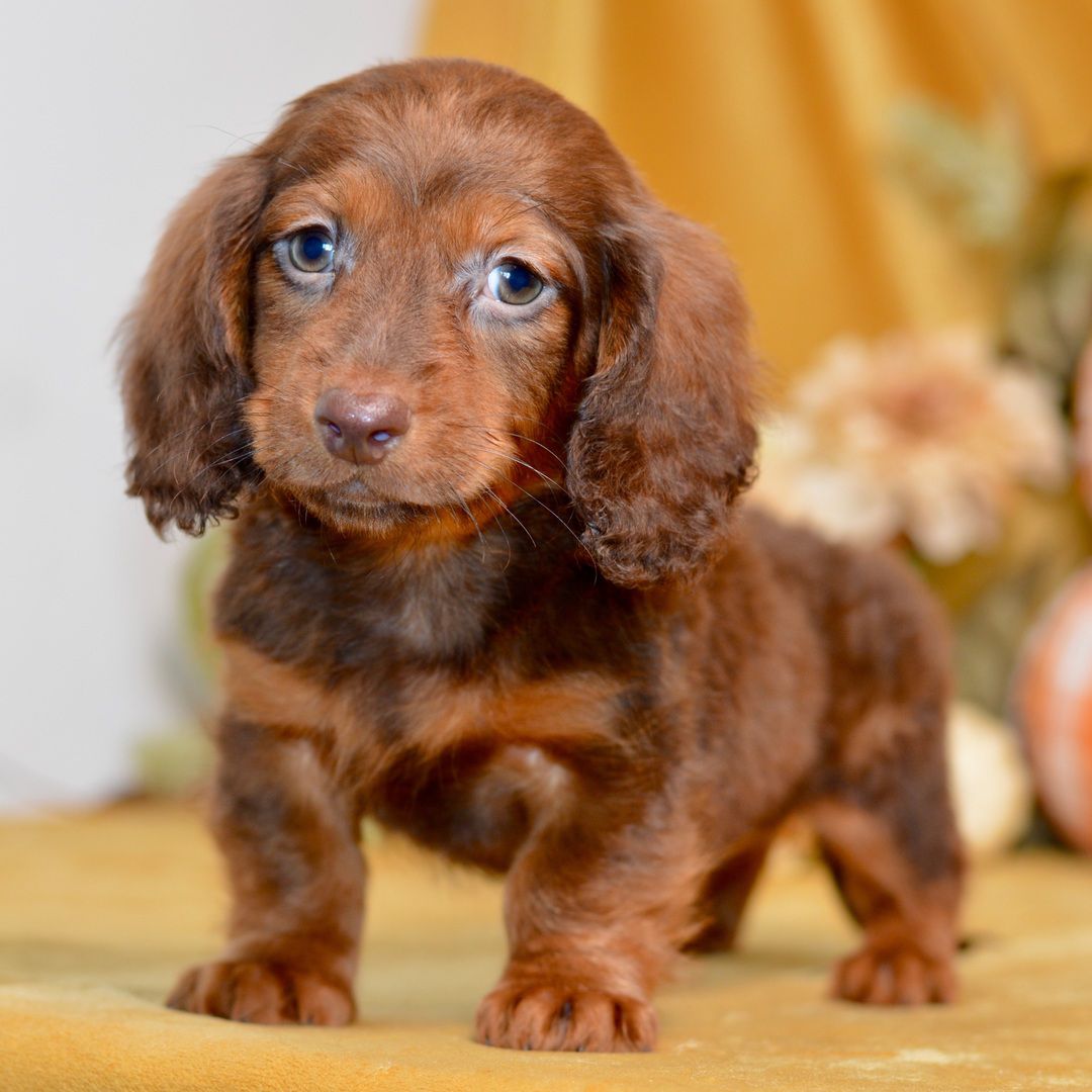 Dreamy pups Channing