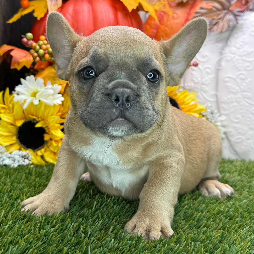 Dreamy paws Comet - Image 3