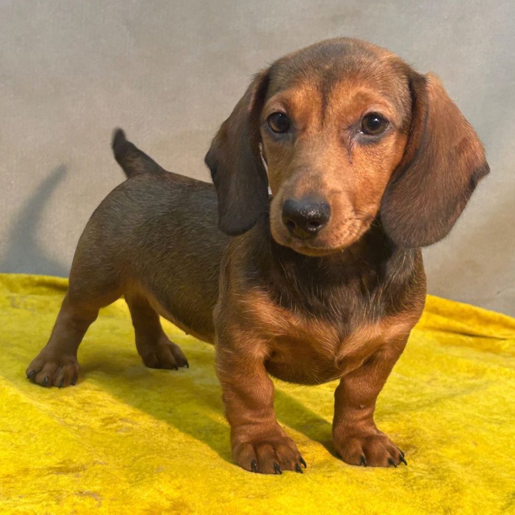 Dachshund
