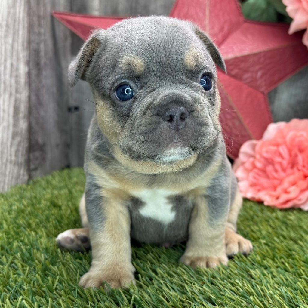French Bulldog