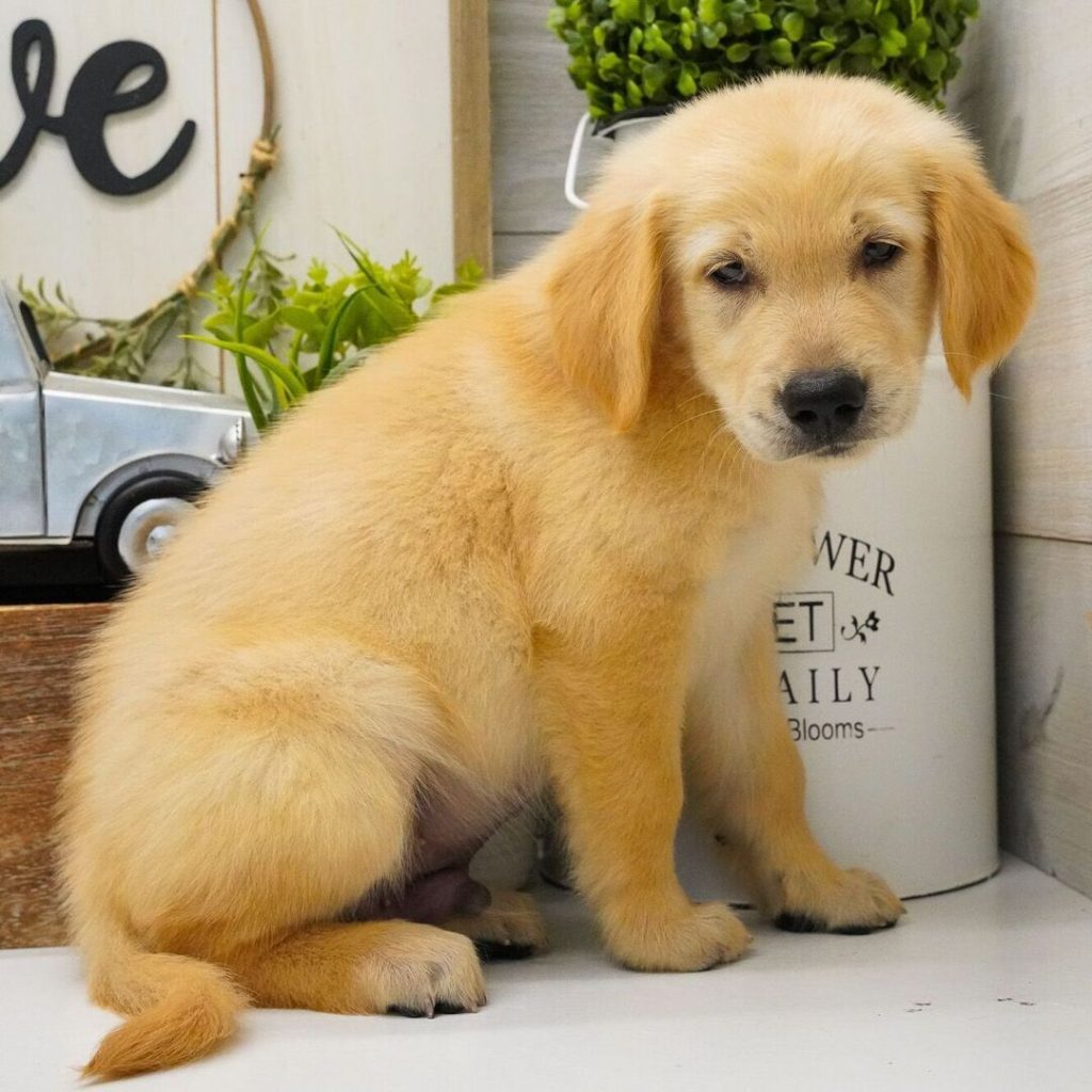 Golden Retrieveer