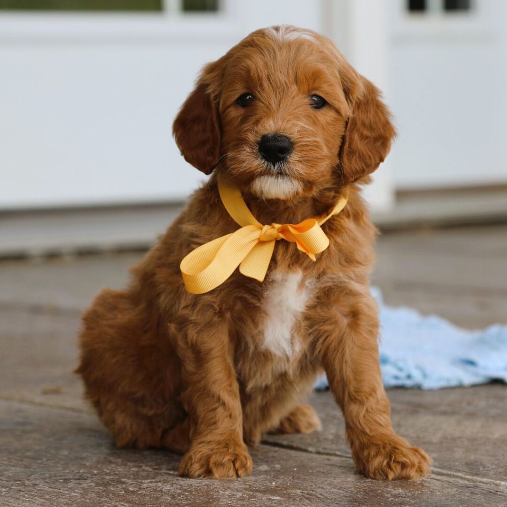 Goldendoodle
