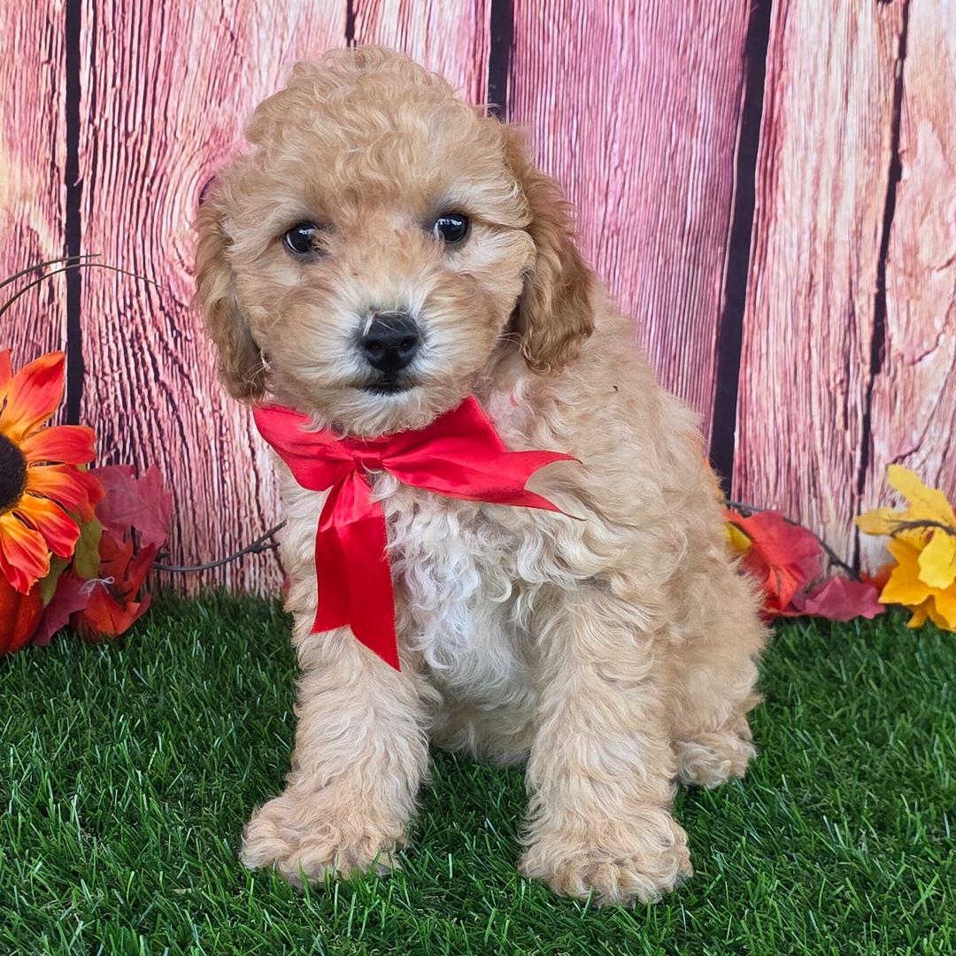 Dreamy paw's Jenny - Image 3