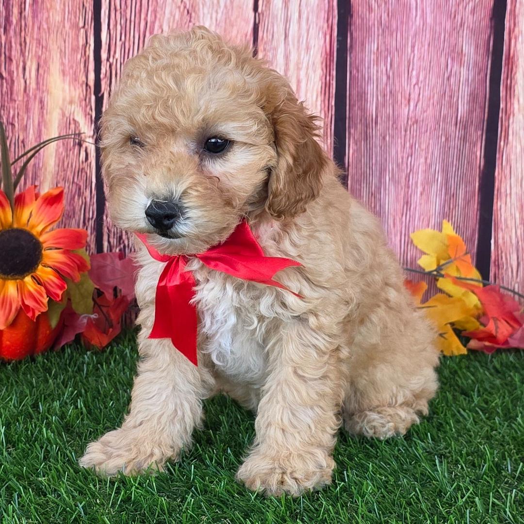 Dreamy paw's Jenny - Image 4