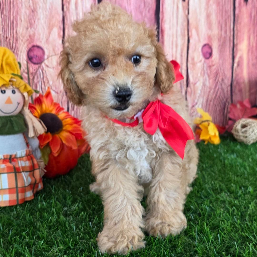 Dreamy paw's Jenny - Image 5