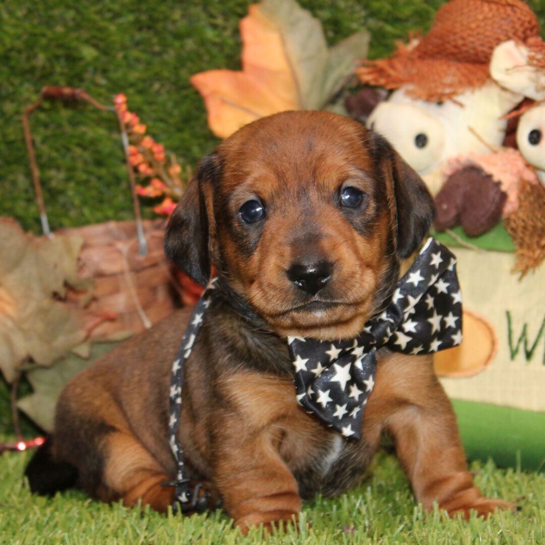 Dreamy paws Lennix - Image 3