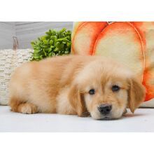 Dreamy paw's Magnolia - Image 3