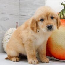 Dreamy paw's Magnolia - Image 4