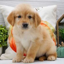 Dreamy paw's Magnolia - Image 2