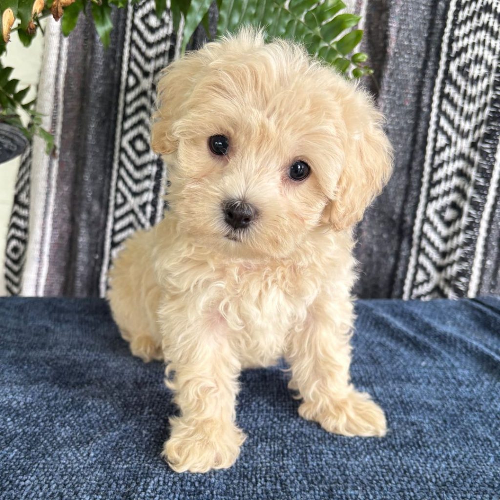 maltipoo
