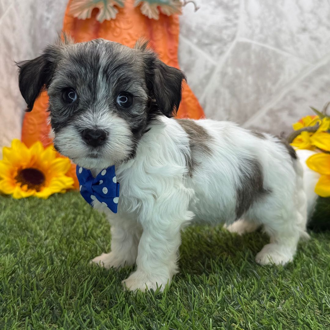 Dreamy paw's Navy - Image 3