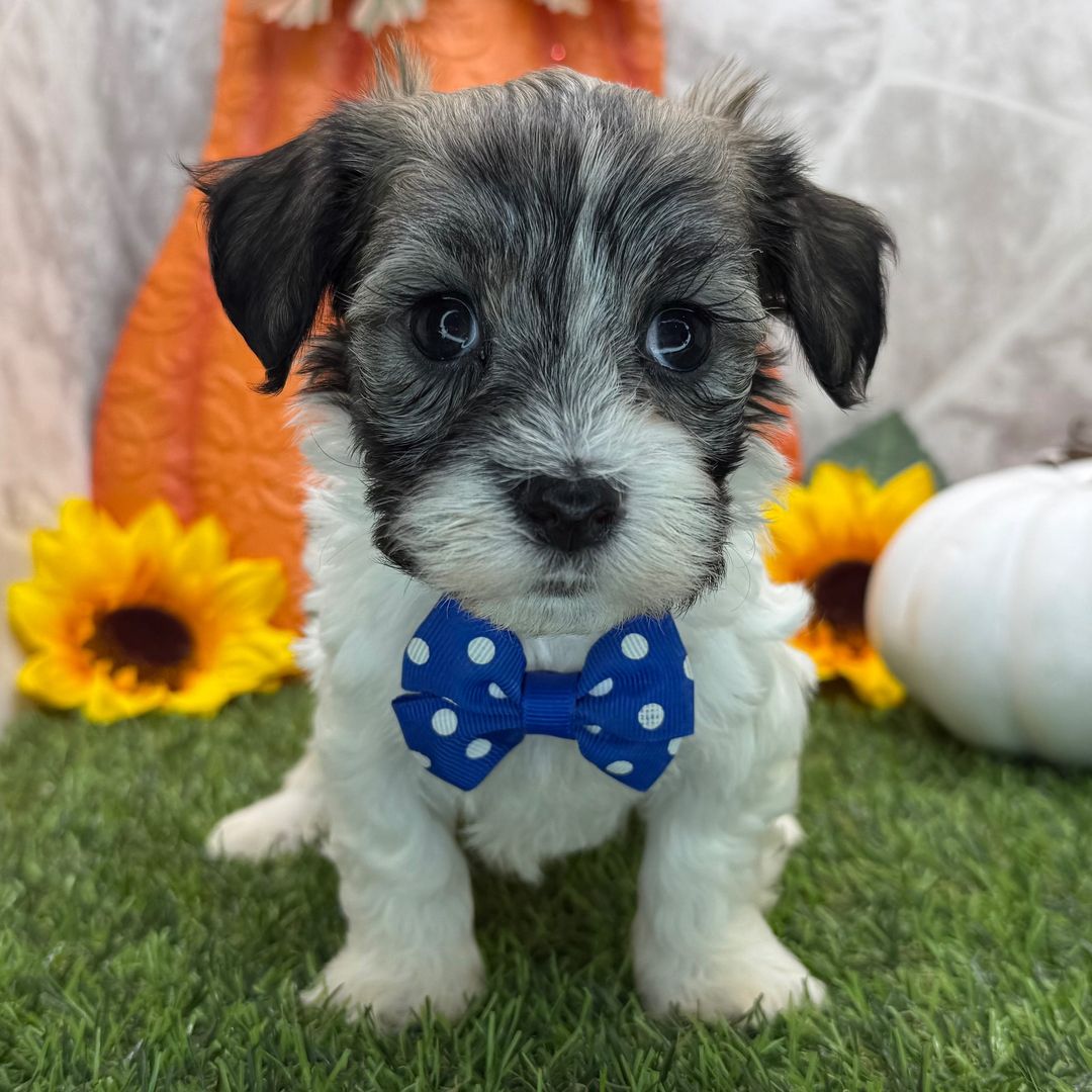 Dreamy paw's Navy - Image 2