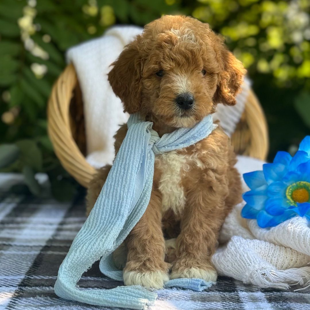 Dreamy paw's Rex - Image 2