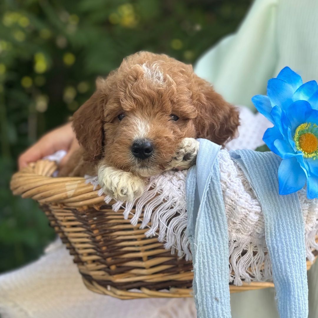 Dreamy paw's Rex - Image 3