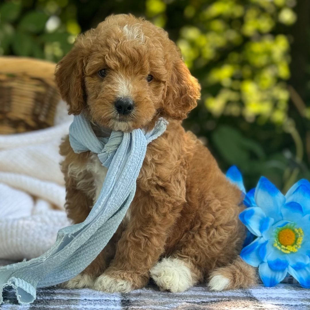 Dreamy paw's Rex - Image 4