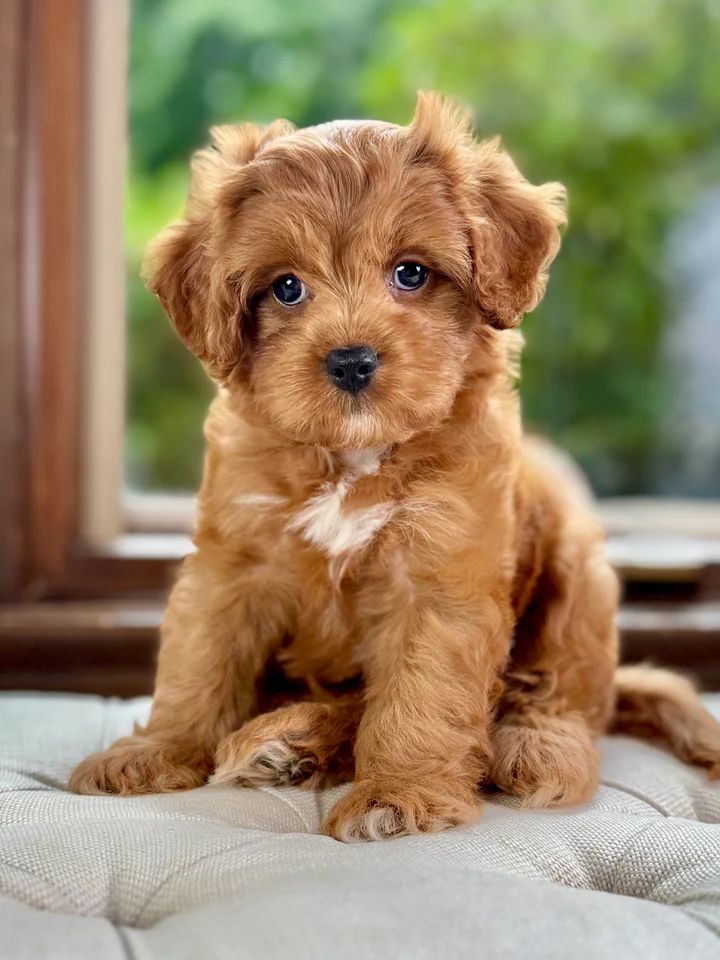 Dreamy Alder - Image 5