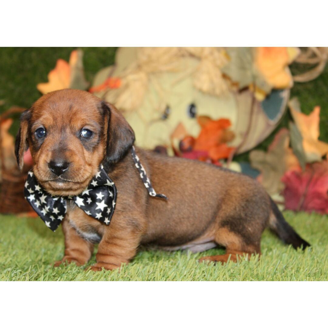 Dreamy paws Lennix - Image 4