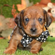 Dreamy paws Lennix - Image 2