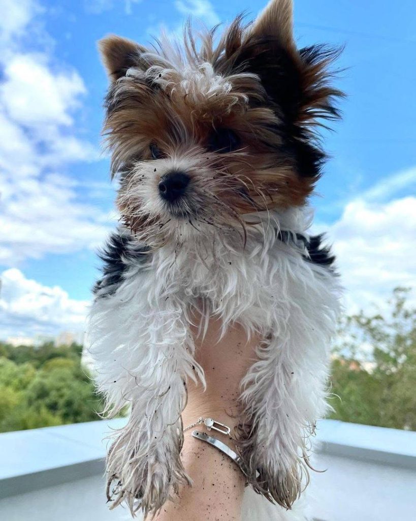 Biewer Terrier Puppies