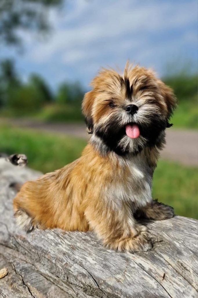 Lhasa Apso Puppies