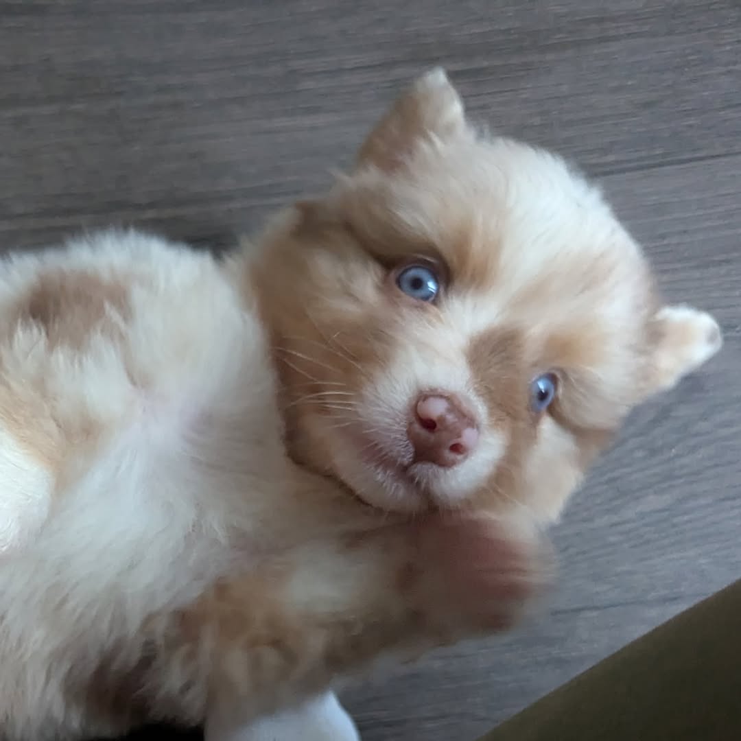 kuma - Image 2
