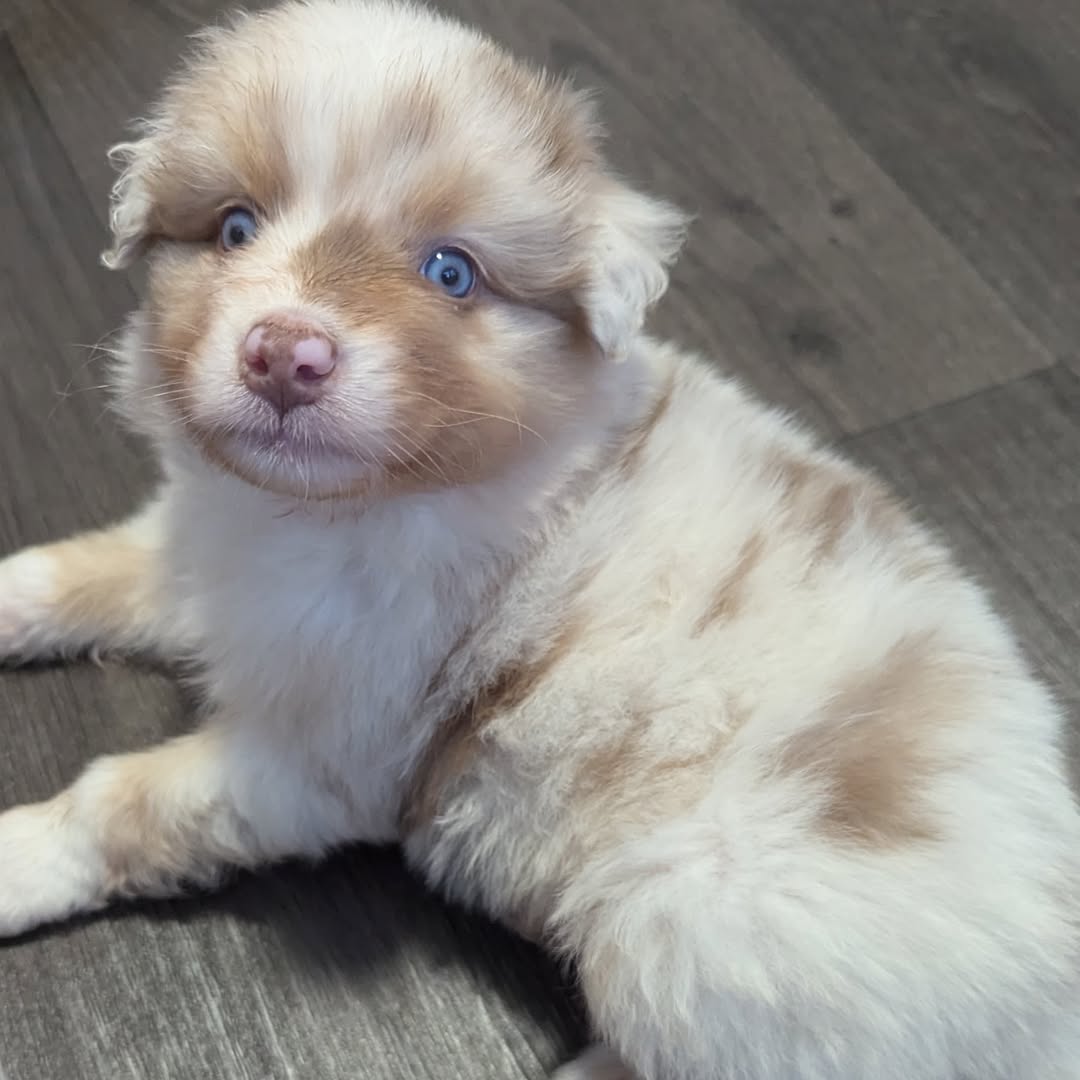 kuma - Image 3