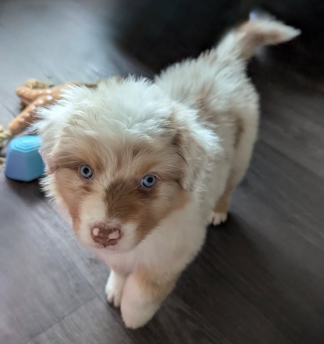 kuma - Image 4