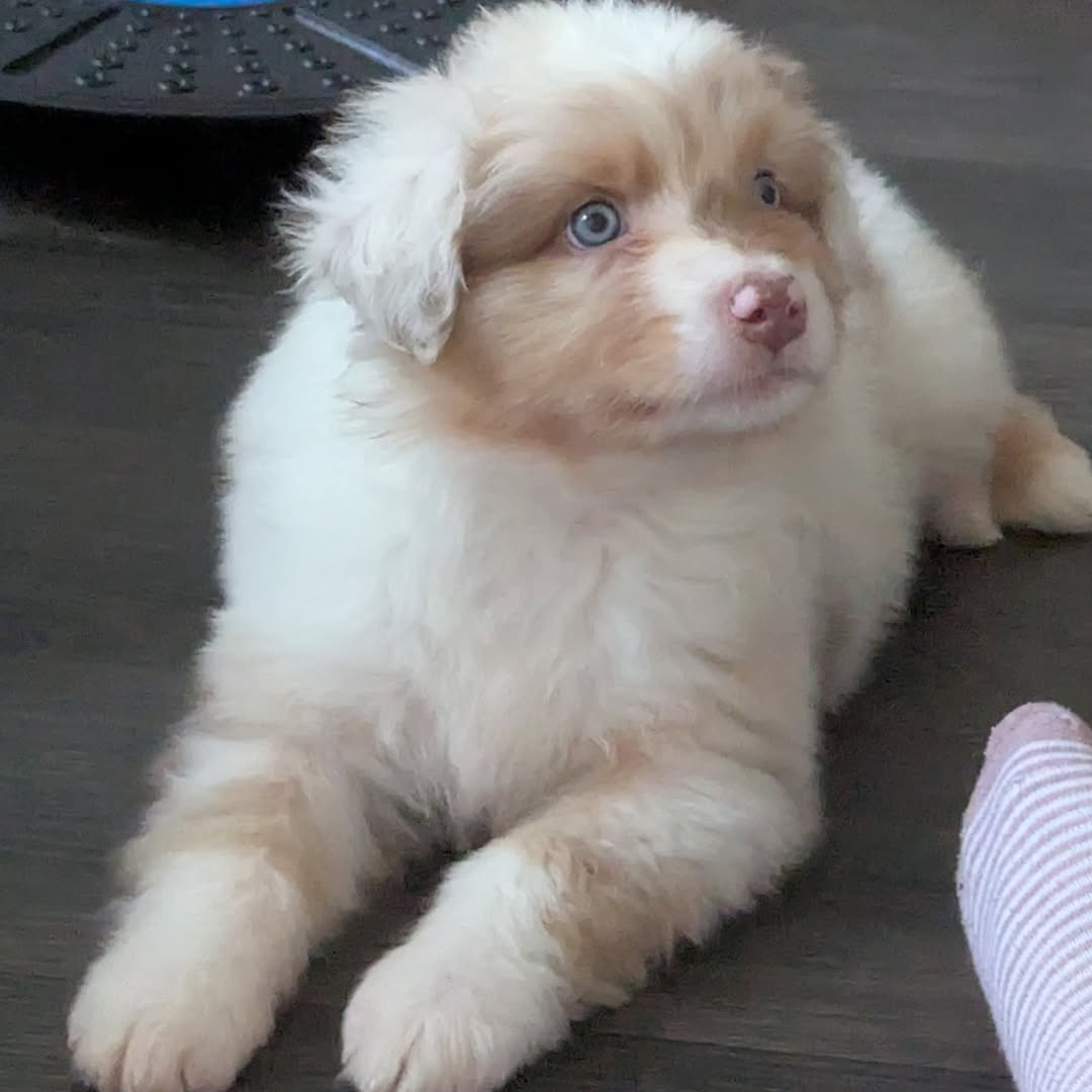 kuma